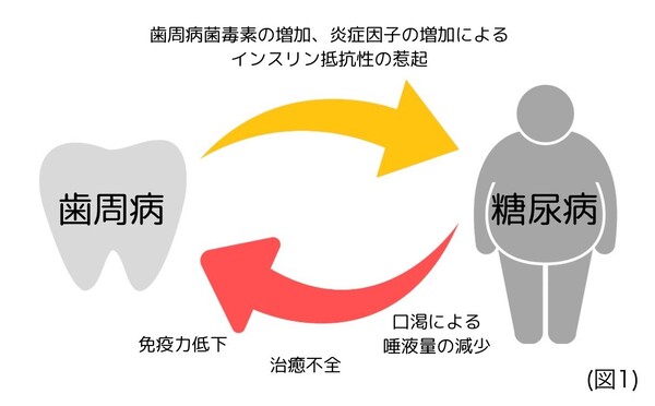 京橋 銀座みらい歯科｜歯科衛生士ブログ｜歯周病と糖尿病の意外な関係について｜画像2